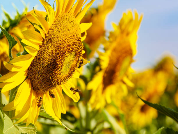 istock Honey bee collecting pollen at yellow flower. 1456774306