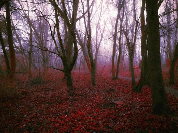 istock Dreamy foggy dark forest. Moody landscape. 1456775459