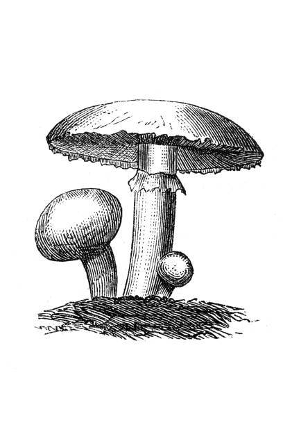 ilustraciones, imágenes clip art, dibujos animados e iconos de stock de seta del champiñón (agaricus bisporus) conocido como la seta común, seta de botón, champiñón, seta de la tabla, seta de crimini - vertical meadow mushroom vegetable