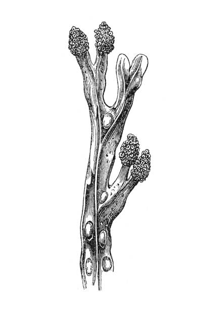 Fucus vesiculosus, bladder wrack, black tang, sea oak Fucus vesiculosus, bladder wrack, black tang, sea oak cut weed stock illustrations