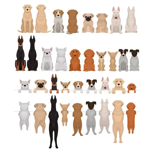 Vector illustration of Purebred Dogs Sitting and Standing on Hind Legs Vector Big Set