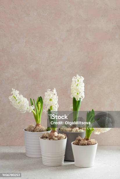 Jacinto Blanco Tradicional De Navidad De Invierno O Flor De Primavera Sobre Fondo Beige Foto de stock y más banco de imágenes de A la moda - iStock Jacinto Blanco Tradicional De Navidad De Invierno O Flor De Primavera Sobre Fondo Beige Foto de stock y más banco de imágenes de A la moda - iStock