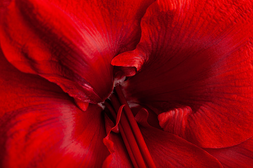 red winter christmas flower amaryllis Merry Christmas close-up