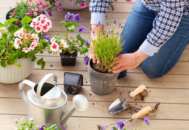 man gardener planting pansy, lavender flowers in flowerpot in garden on terrace stock photo
