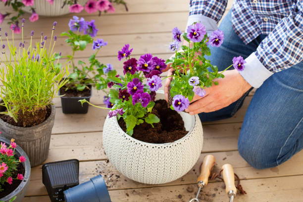 jardinier d’homme plantant pansy, fleurs de lavande dans le pot de fleur dans le jardin sur la terrasse - pouring growth can water photos et images de collection