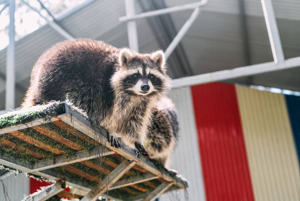istock Gray raccoon asking food close up 1456780505