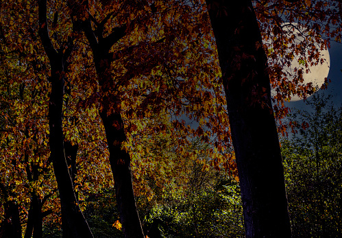 Volle maan op een heldere herfstavond in de bossen van het natuurgebied de Maashorst in Nederlandse provincie Brabant. De winter is in aantocht,het blad aan de boom verkleurd en de dagen worden korter.