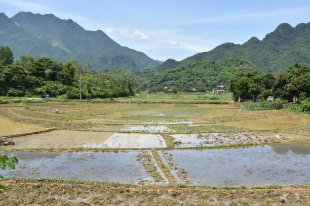 Flooded Rice Paddies and Mountains in Summer stock photo