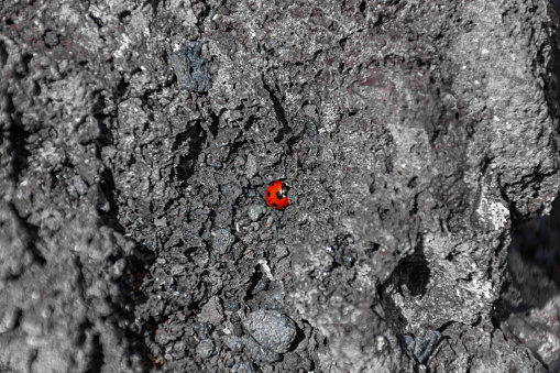 Lonely ladybird in the solified lava of a volcano in Lanzarote, Spain