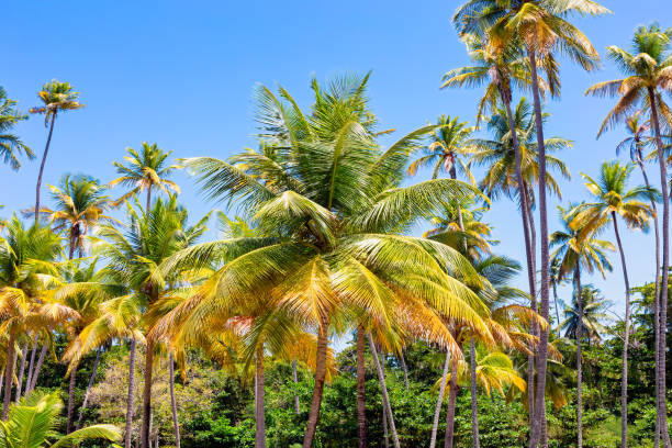 istock Coconut palm trees, beautiful tropical jungle background. 1456780996