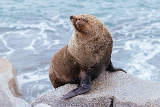 istock Australian Fur Seal in Narooma Australia 1456781818