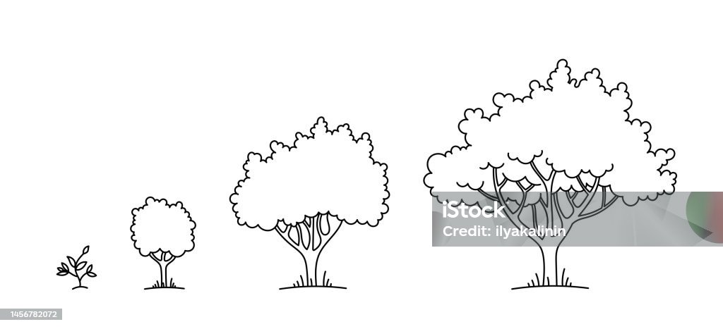 Developed Tree Tree Growing Process Development Stage Orchard Garden Sizes From Small ...