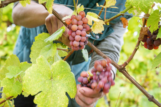 vignoble d’alsace - vendanges - gewurztraminer photos et images de collection