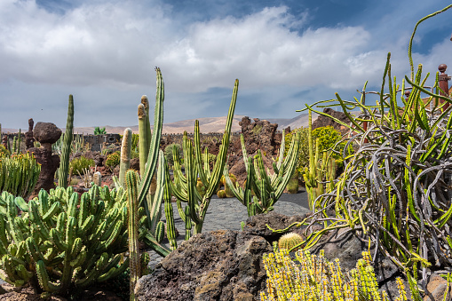 Beautiful cactus garden in Lanzarote, Canary Islands, Spain
