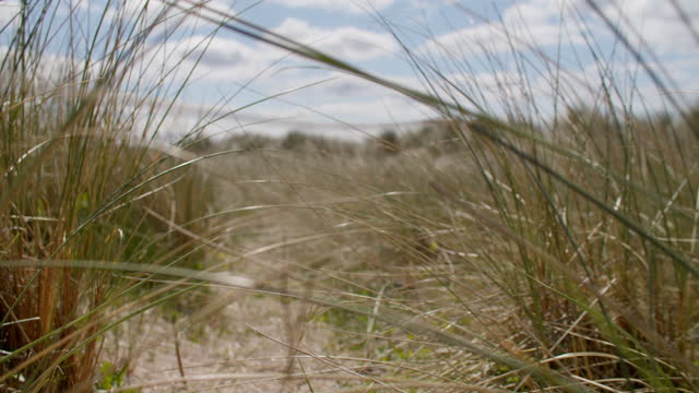 Gimbal Walking Shot Through Marram Grass At Beach
