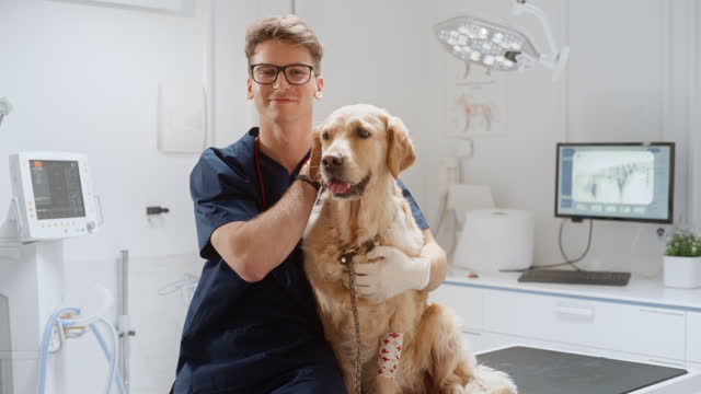 Professional Animal Clinic Specialist with Stethoscope Posing with a Pet Golden Retriever in a Contemporary Medical Veterinary Clinic Facility with Computers and Diagnosis Equipment. Zoom Out Footage