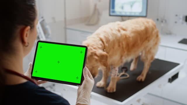 At a Modern Veterinary Clinic: Golden Retriever Pet Standing on Examination Table as a Female Veterinarian Using Tablet Computer with Green Screen Chroma Key Display. Over the Shoulder Footage