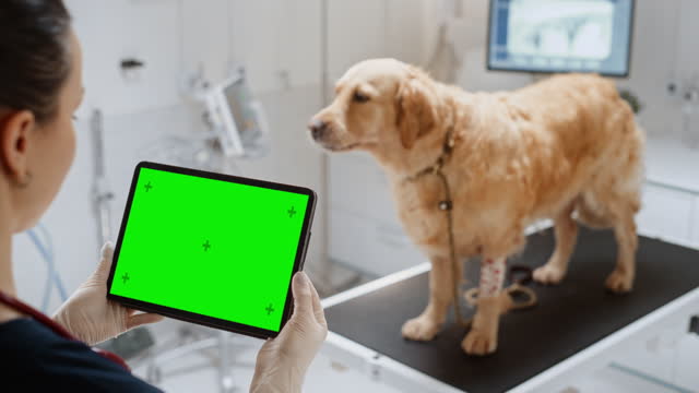 Golden Retriever Pet Standing on Examination Table as a Female Veterinarian Using Tablet Computer with Green Screen Mock Up Display. Doctor Working at a Modern Veterinary Clinic. Over the Shoulder