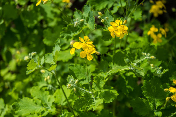 istock Greater celandine tetterwort (Chelidonium majus) 1456786039