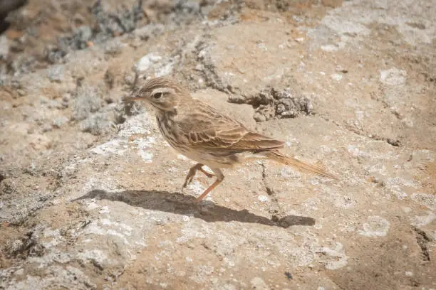 Endemic sparrow of Lanzarote, Passer hispaniolensis, over a volcano, Canary islands, Spain