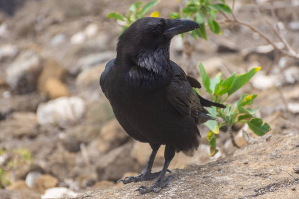 istock Corvus Corax over a volcano in Lanzarote island,  Spain 1456787521