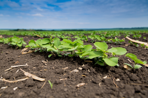Fresh green soy plants on the field in spring. Rows of young soybean plants . High quality photo