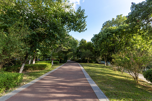 The red asphalt road in the park and the trees on both side