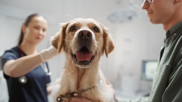 Portrait of a Faithful Well-Bred Golden Retriever During a Check Up Visit to a Veterinary Clinic. Pet Owner and Female Veterinarian Having a Conversation During the Appointment