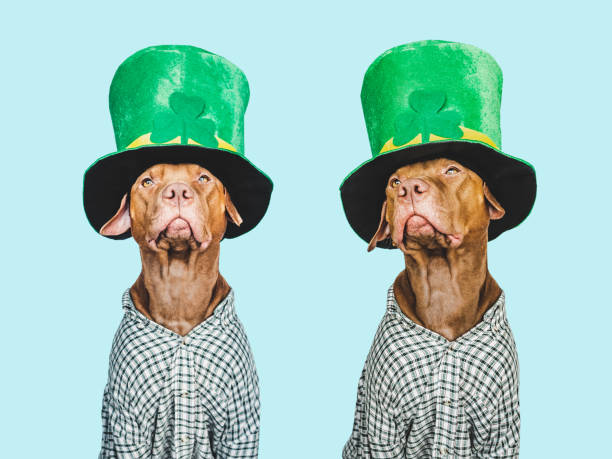 istock Puppy and a bright green leprechaun hat 1456791098
