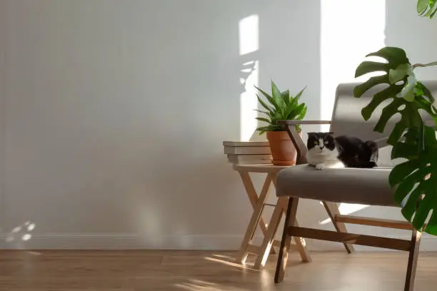 Photo of Scottish cat on gray chair in interior of living room. Homemade plans sansevieria, monstera, wooden decor. Light minimalistic scandinavian interior. Copy space