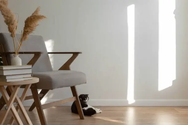Photo of Scottish a cat lies on the floor next to a grey chair in interior of living room. Light minimalistic scandinavian interior. Copy space