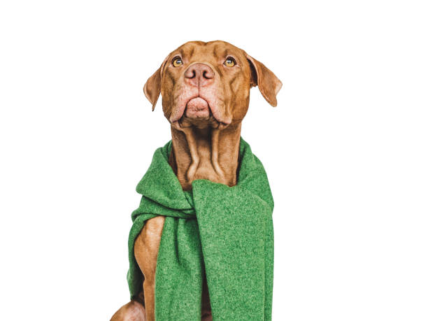 istock Lovable, pretty brown puppy. Isolated background. Closeup 1456791222
