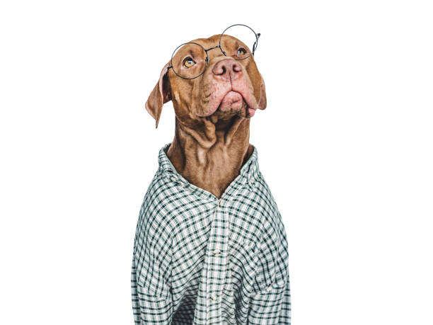 istock Lovable, pretty brown puppy. Isolated background. Closeup 1456791370