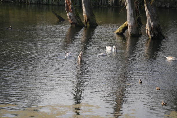 istock swan, duck or cormorant at danube river 1456791519