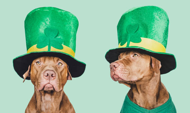 istock Puppy and a bright green leprechaun hat 1456791533
