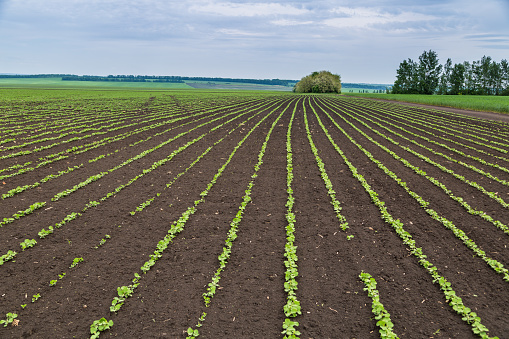 Fresh green soy plants on the field in spring. Rows of young soybean plants . High quality photo