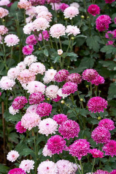 istock Blooming chrysanthemums planted in the garden 1456792470