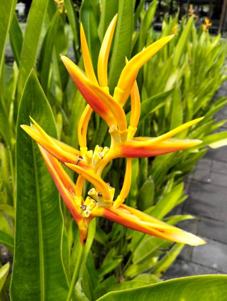Heliconia psittacorum flower that blooms brightly and smells good