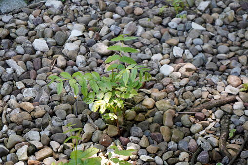 Plants sprouting in stones