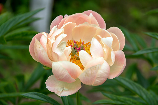 Herbaceous peony Coral charm in flowers garden. High quality photo