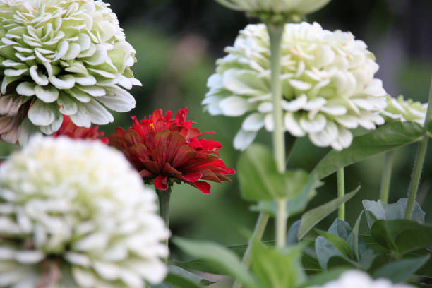 하얀 꽃 중 붉은 꽃 스톡 사진