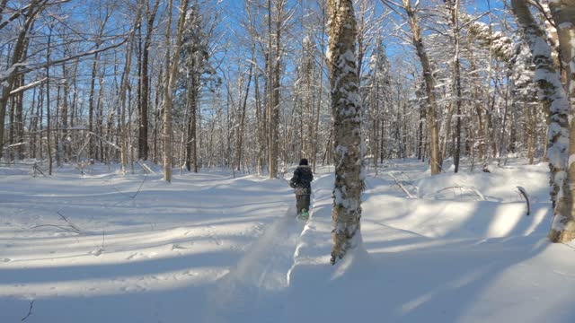 Little Boy Snowshoeing in Forest During Winter After Snowstorm