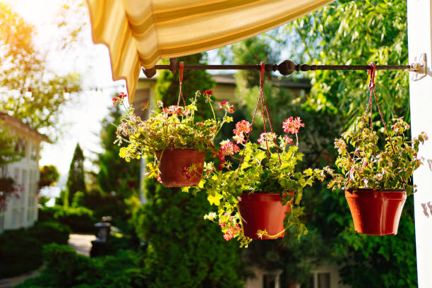istock pots with flowers on home in the garden. plants for decorating the exterior. 1456796708