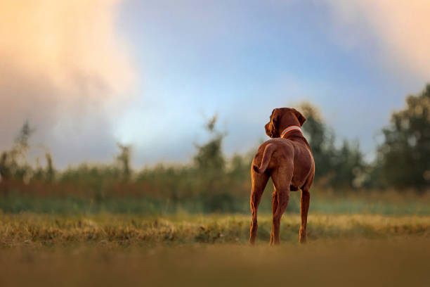 istock The dog is standing on a summer meadow 1456797216