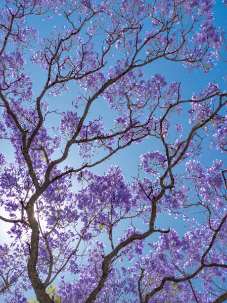 Closeup majestic Eucalyptus Red Gum tree top, full frame horizontal composition
