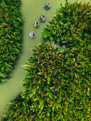 Aerial view on tourists going on colorful round boat tour on lagoon in palm forest
famous destination near Hoi An ancient, Vietnam