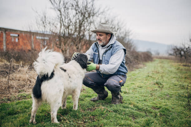 istock Senior farmer playing with dogs 1456799665