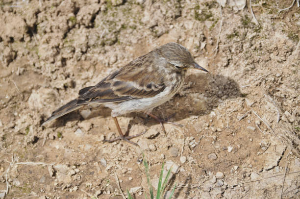 ein grauer kleiner spatzenvogel steht auf einem weg, der sich in den hintergrund mischt - sand dune stock-fotos und bilder