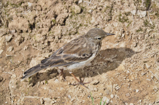 ein grauer kleiner spatzenvogel steht auf einem weg, der sich in den hintergrund mischt - sand dune stock-fotos und bilder