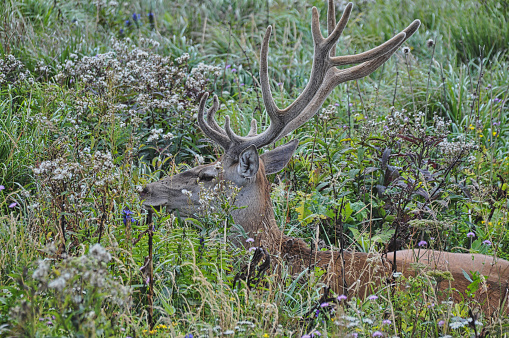 deer with big antlers in the thicket lies in the meadow on the grass beautiful male